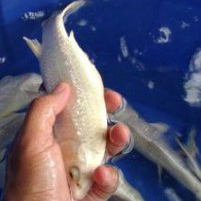 Ikan koi Plantinum ginrin/ blink-blink asli Blitar bergaransi kirim