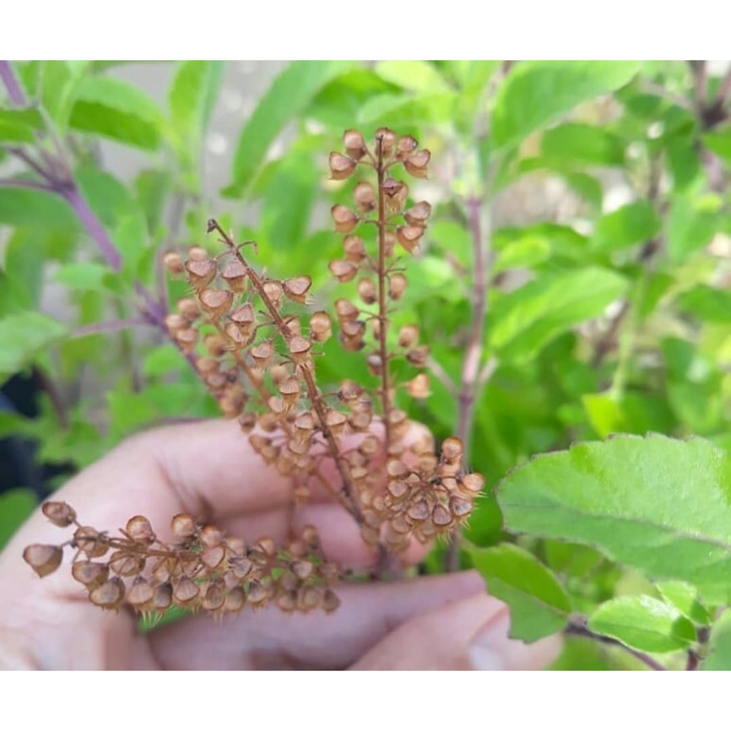 BIBIT POHON DAUN RUKU RUKU / LAMPES/KEMANGI HUTAN/HOLY BASIL