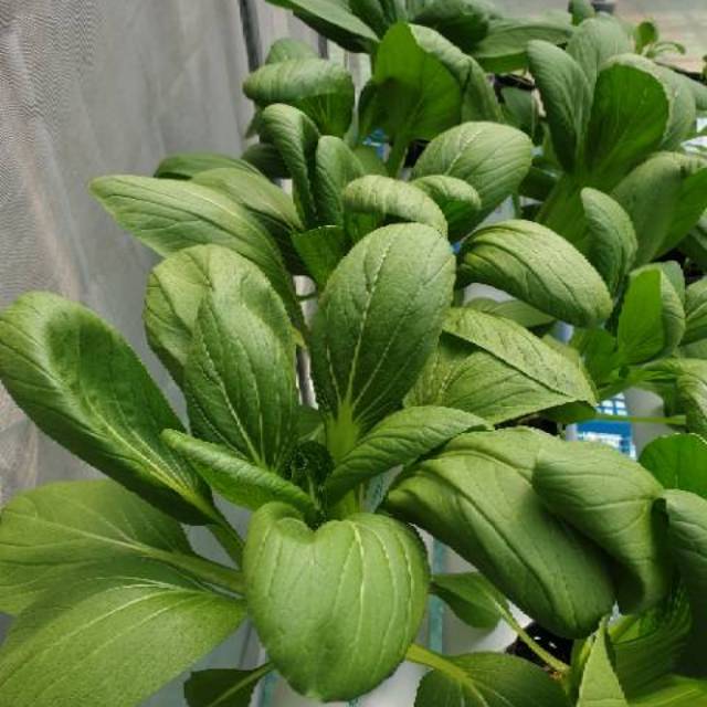 

Sayur Hidroponik