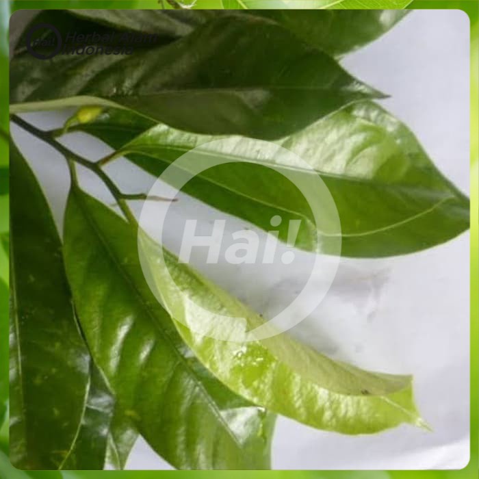 

DAUN PALA SEGAR 100 GRAM