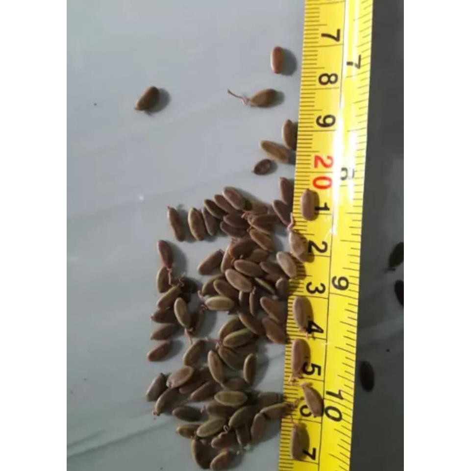 Ready Biji Sengon Solomon Kemasan 1 Ons Bibit / Biji / Benih Pr0Duk