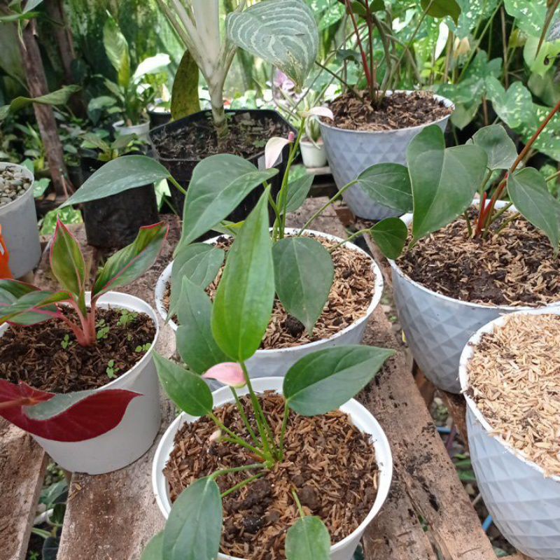 anthurium bunga mini