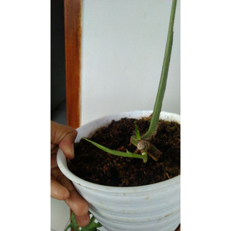 monstera borsigiana variegata