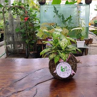 TANAMAN HIAS INDOOR UNIK DAN LANGKA Kokedama Dracena TANAMAN HIAS INDOOR UNIK DAN LANGKA Kokedama Dracena