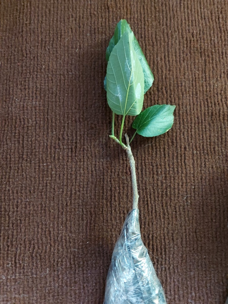 Bibit Long Murbei Super Manis