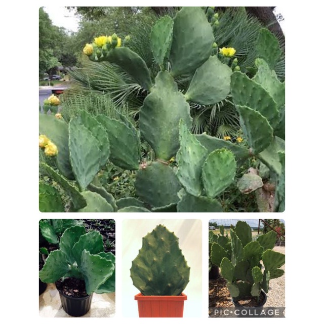 sukulen kaktus opuntia gomei  satuan.