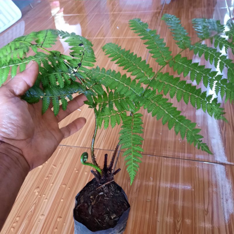 Bibit tanaman pakis ekor monyet