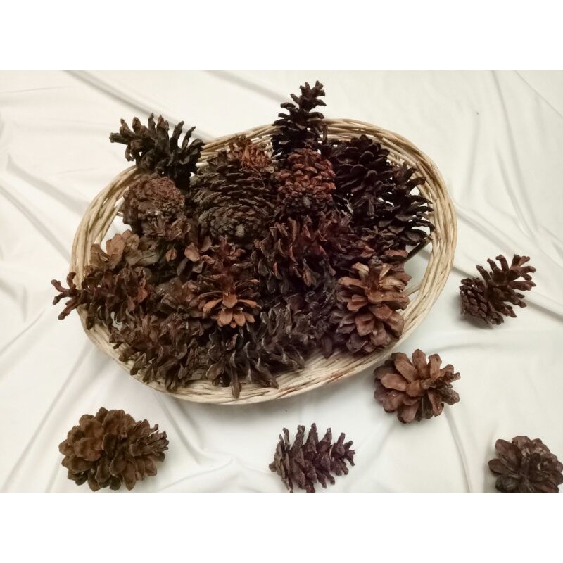  Biji  Strobilus Pinus  Shopee Indonesia