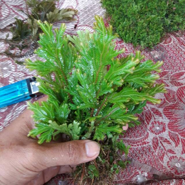 Tanaman paludarium Rane