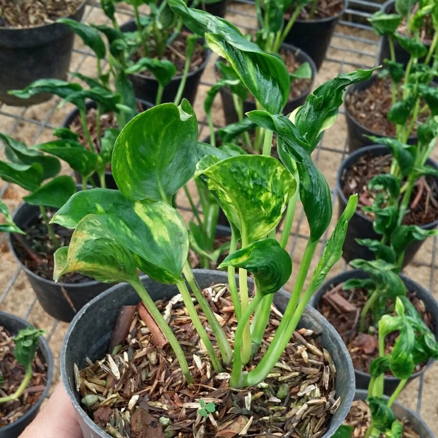 Philodendron sangrila varigata - Philodendron epipremnum shangrila