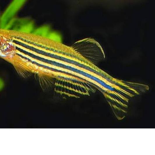 

Yangini Ikan yellow zebra danio slayer Size Lada..