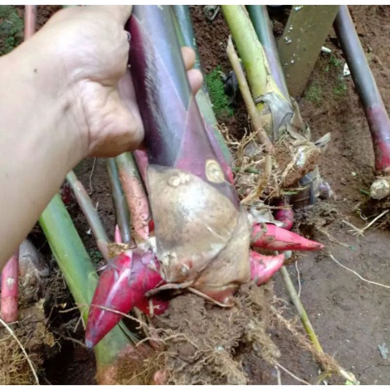

bibit kecombrang merah /laka siap tanam