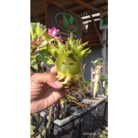Adenium Godji x Big fat