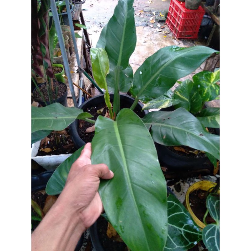 philodendron original/green philo