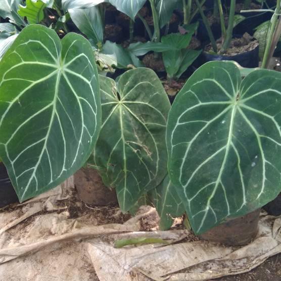 >>CUCI GUDANG<< Tanaman Hias Kuping Gajah Daun Lebar-Pohon Kuping Gajah Jumbo - Terbaik