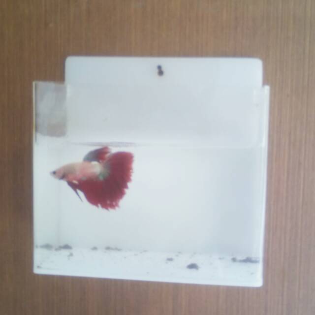 Aquarium dinding mini ikan cupang 15x7.5x12.5 cm