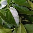 1kg daun cincau /daun cincau perdu organik fresh