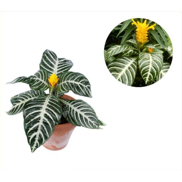 Apelandra Hijau - Zebra plant // Bunga Hias Aphelandra - BAKUL KEMBANG