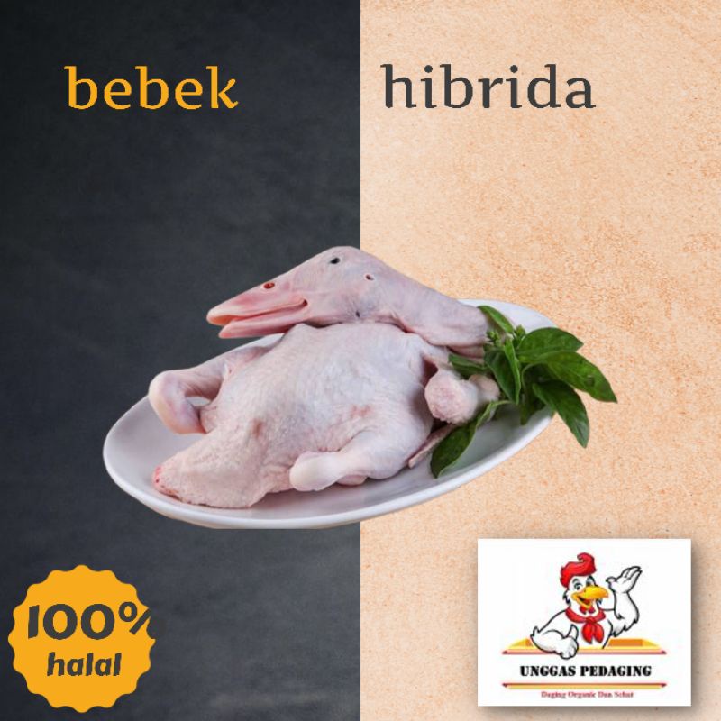 

daging bebek ukuran 1 kg