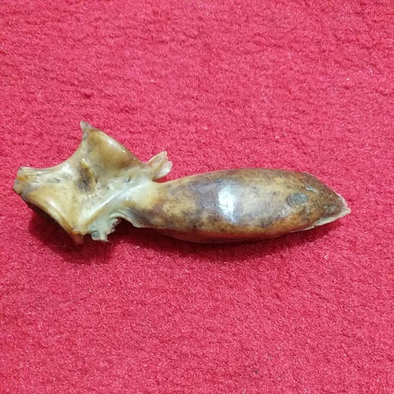 mustika buntat ikan