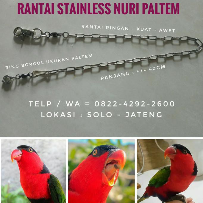 Buruan Beli Jual Rantai Stainless Burung Parrot Nuri Kepala