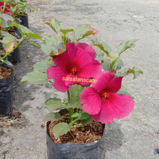 Pohon Rosela-Tanaman Rosela