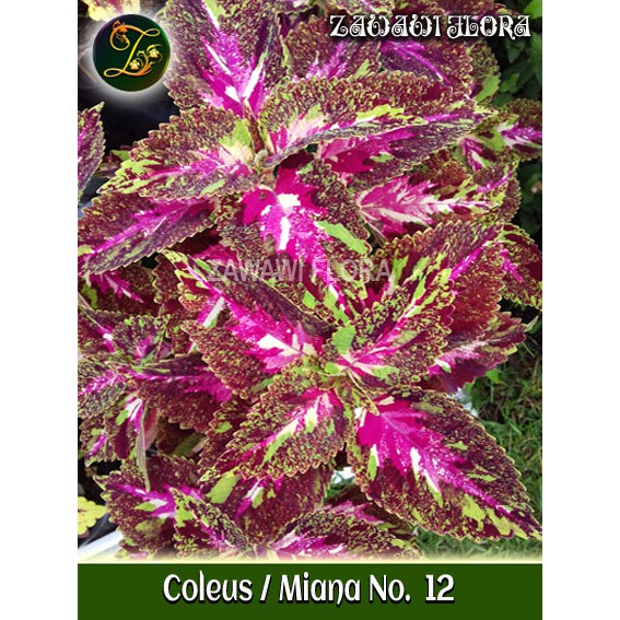 Coleus Miana Batik No. 12