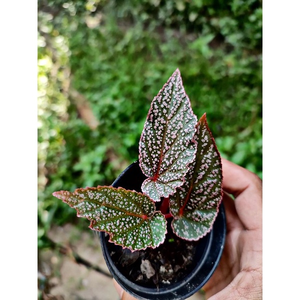 begonia sp