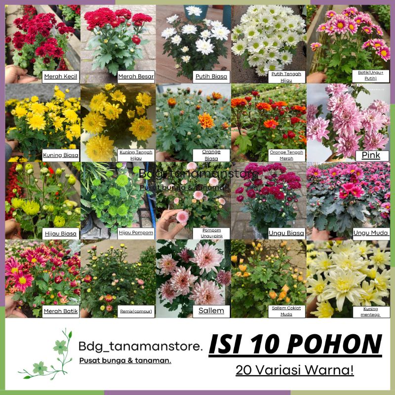 ISI 10 POHON | PILIH WARNA! | TANAMAN BUNGA KRISAN SERUNI ASTER GRADE SUPER