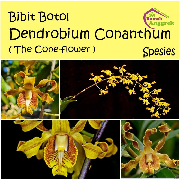 Bibit Botol Anggrek Dendrobium Conanthum spesies keriting langka hutan dendro papua kuning