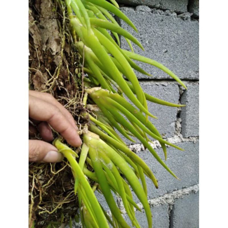 Anggrek mycaranthes / anggrek asli hutan murah langka