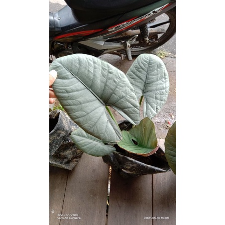 

alocasia regina