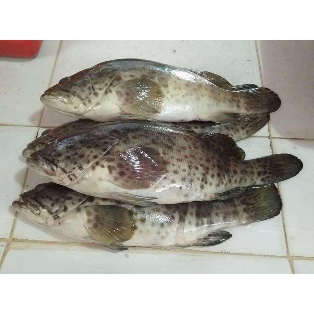 

Ikan Kerapu Segar/Fresh Murah Langsung Dari Nelayan