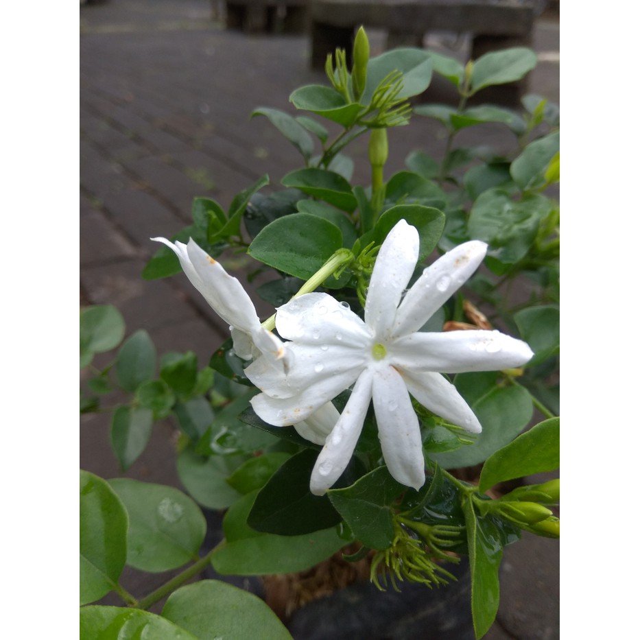 Tanaman Hias Bunga Melati Bintang / Star Jasmine - Melati Wangi
