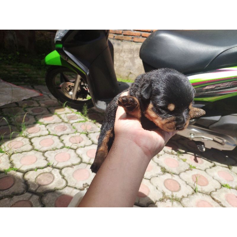 Jual anjing Rottweiler puppy jantan