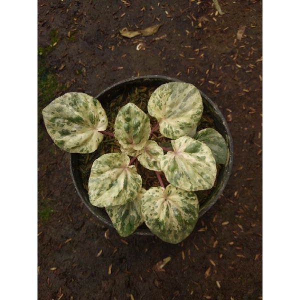 PEPEROMIA VARIEGATA//TANAMAM HIAS PEPEROMIA