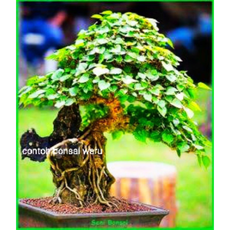 bibit bonsai waru lokal tanaman pohon bonsai