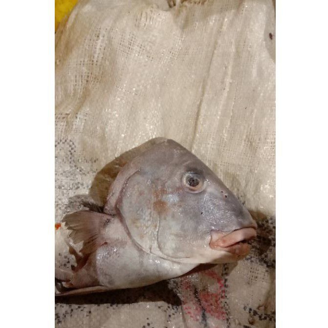 

KEPALA KAKAP KACI 500/700g TERMURAH!!