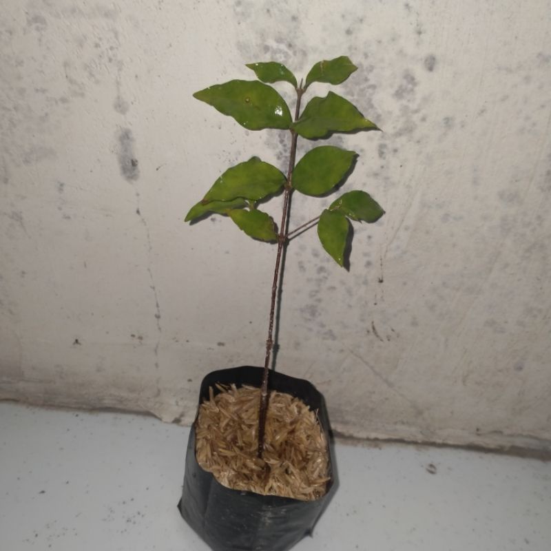 Bibit Bunga Sakura Super Mikro mengandung nektar dan polen kesukaan lebah klanceng