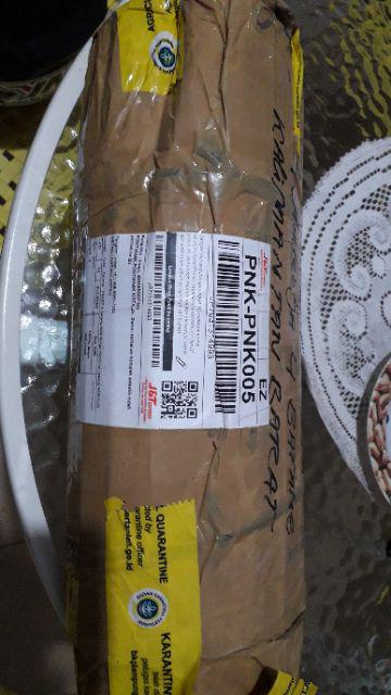 Paket 4 Batang Bibit Bunga Kamboja Jepang Adenium Triple Warna Terbaru 2019 Bonggol Besar