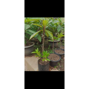 mamey sapote keywest