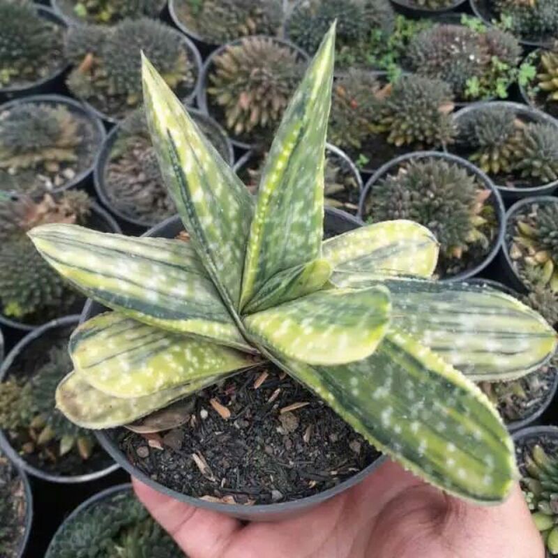 Gasteria variegata nigricans
