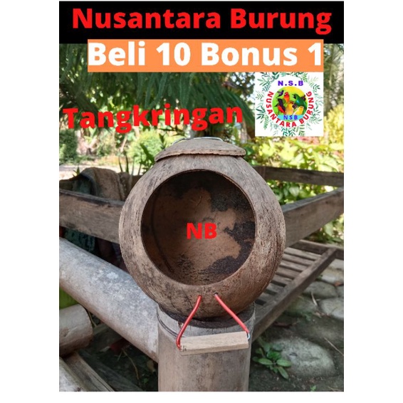 GLODOK SARANG BURUNG LOVEBIRD KENARI MURAI BATU PLECI SARANG BERTELUR BURUNG