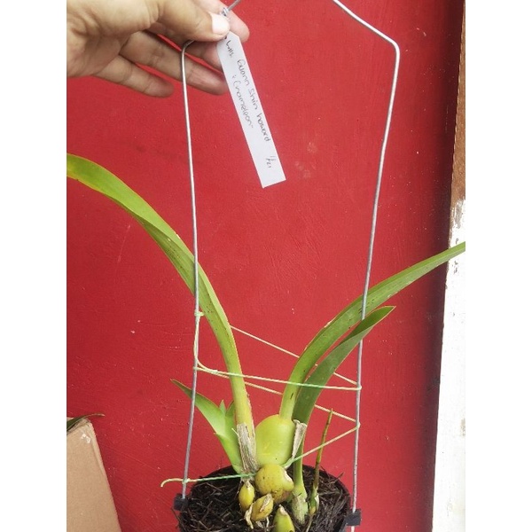 Promo oncidium spike