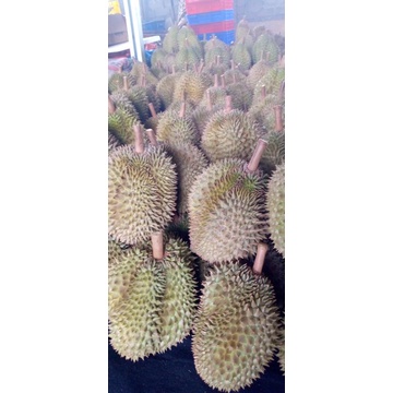 

Durian Montong