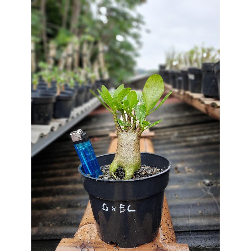Adenium Godji x Emerald Crown ( EC )