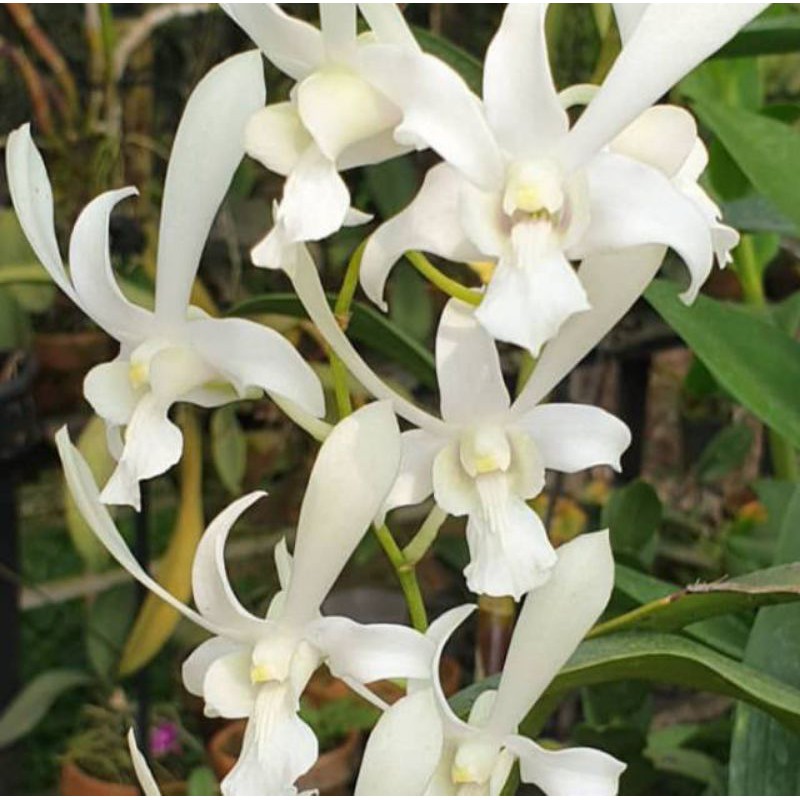anggrek dendrobium caesar white