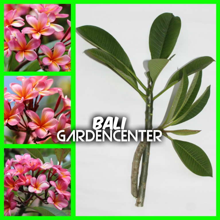 Stek Batang Kamboja Jepun Sudamala - Fresh Cutting Plumeria