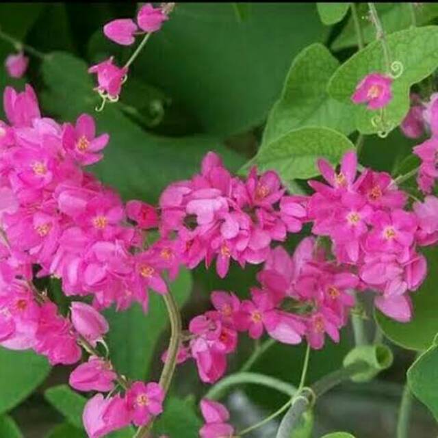 Tanaman rambat air mata pengantin - Pohon bunga air mata pengantin bunga pink