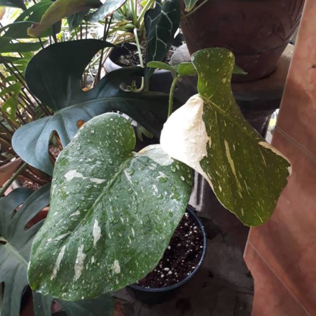 Monstera Varigata Thailand Bonggol Monthai Batang Monstera Variegata Shopee Indonesia